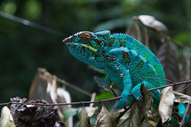 Kameleon