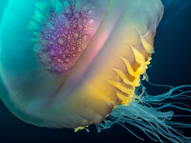 Meduza cephea