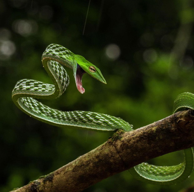 Oxybelis fulgidus