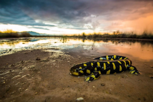 Salamandra