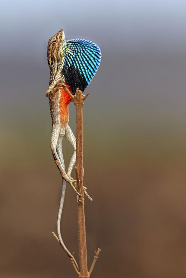 Sitana ponticeriana