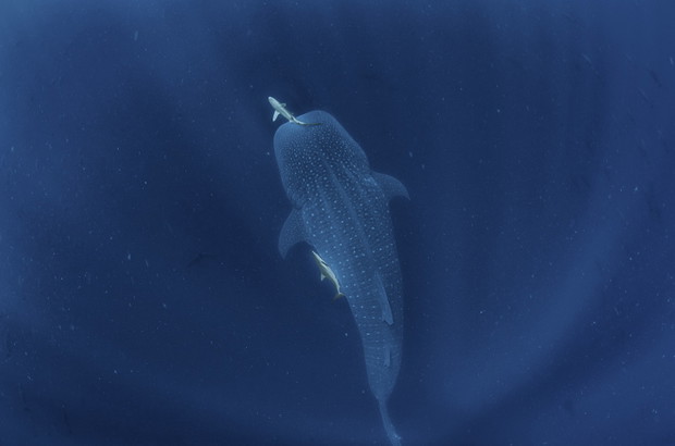 Wodny gigant