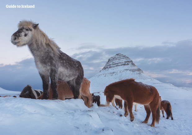 guidetoiceland