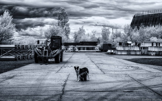 Tak wygląda Czarnobyl po 30 latach od wybuchu
