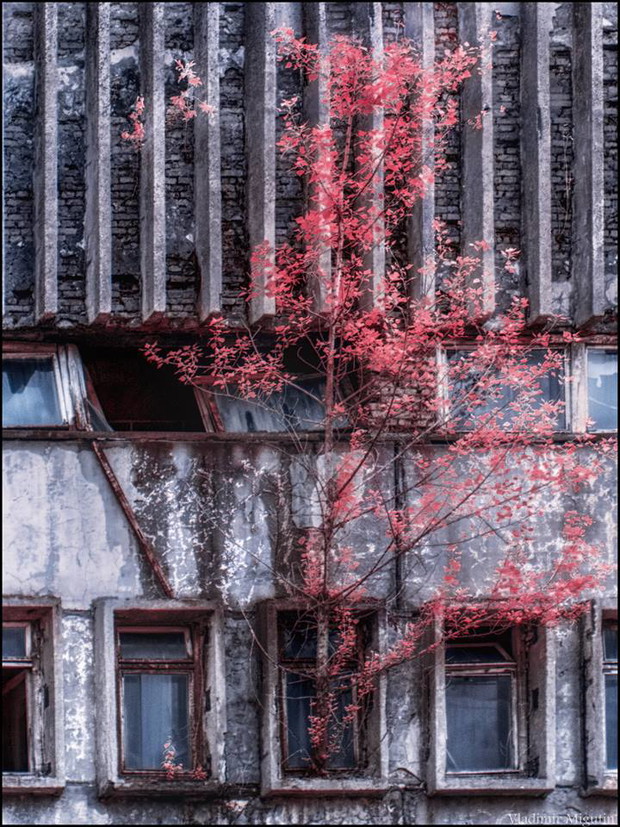 Tak wygląda Czarnobyl po 30 latach od wybuchu