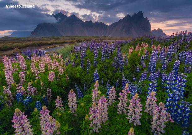 Vestrahorn