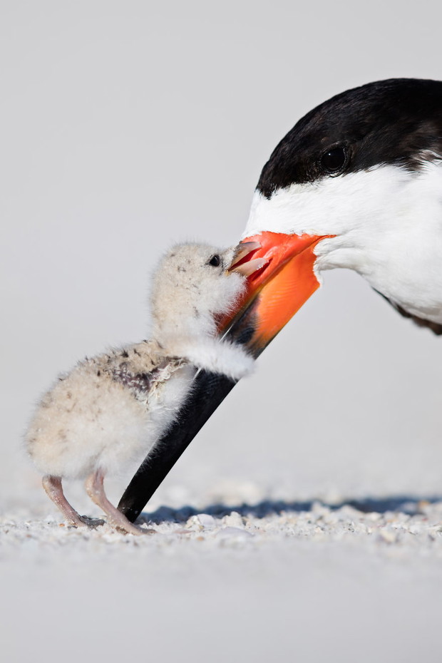 Affection, Natural World