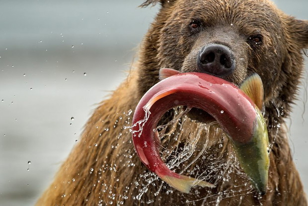 Bear And Salmon, Natural World