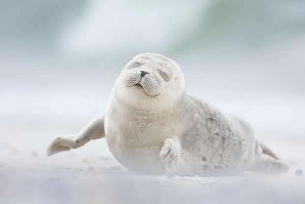 Joy, Natural World