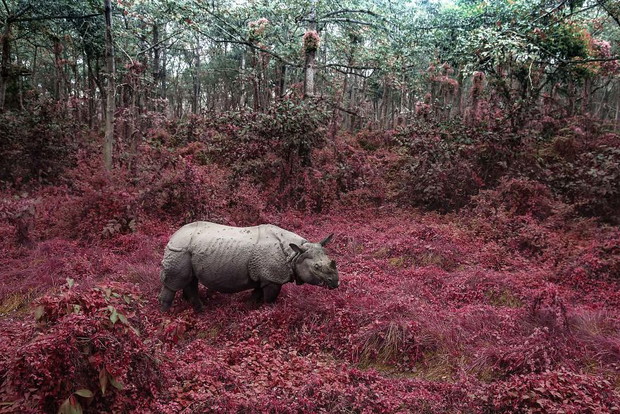 Rhino From Chitwan, Altered Images