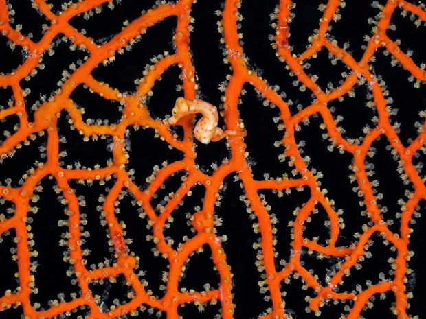 Seahorse, Natural World
