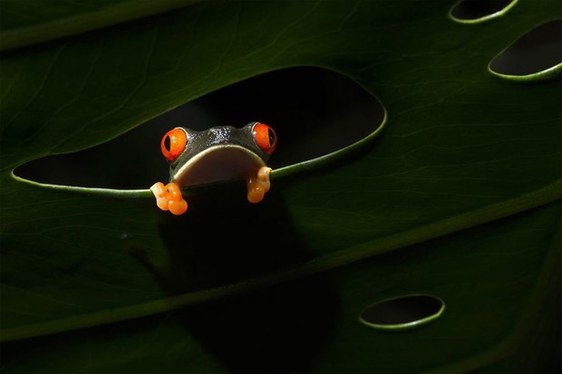 The Window, Natural World Finalist