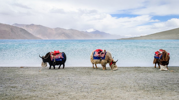 Yaks Beside Pangong Lake, Travel