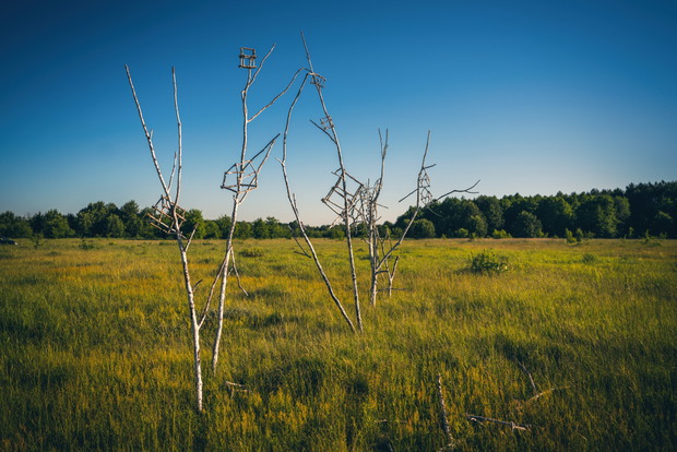 Land Art Festival
