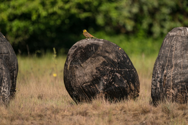 Land Art Festival