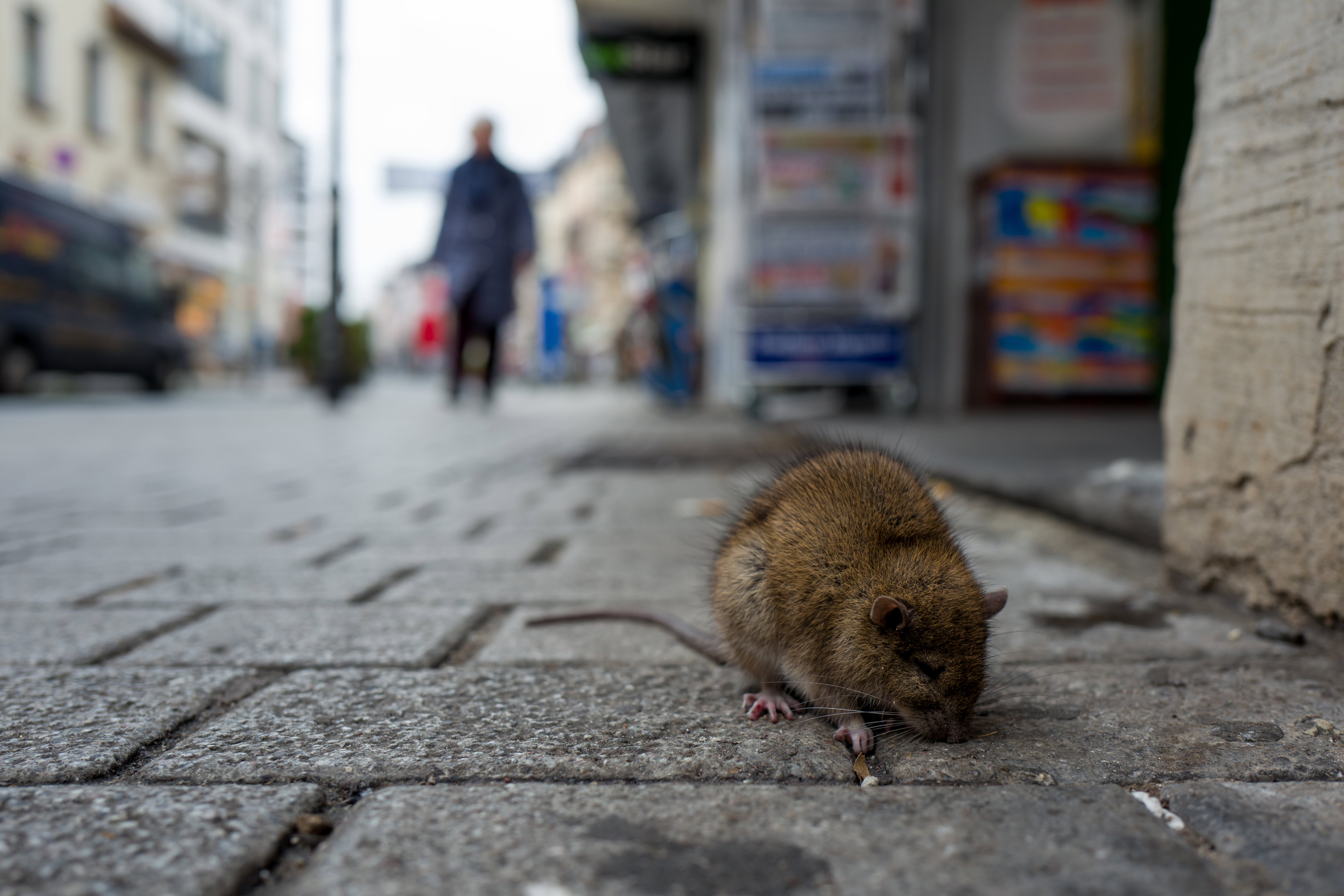 Szczur