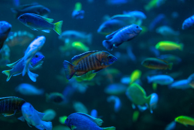 Miejski Ogród Zoologiczny w Płocku