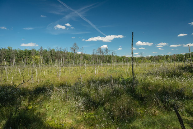 Puszcza Kampinoska