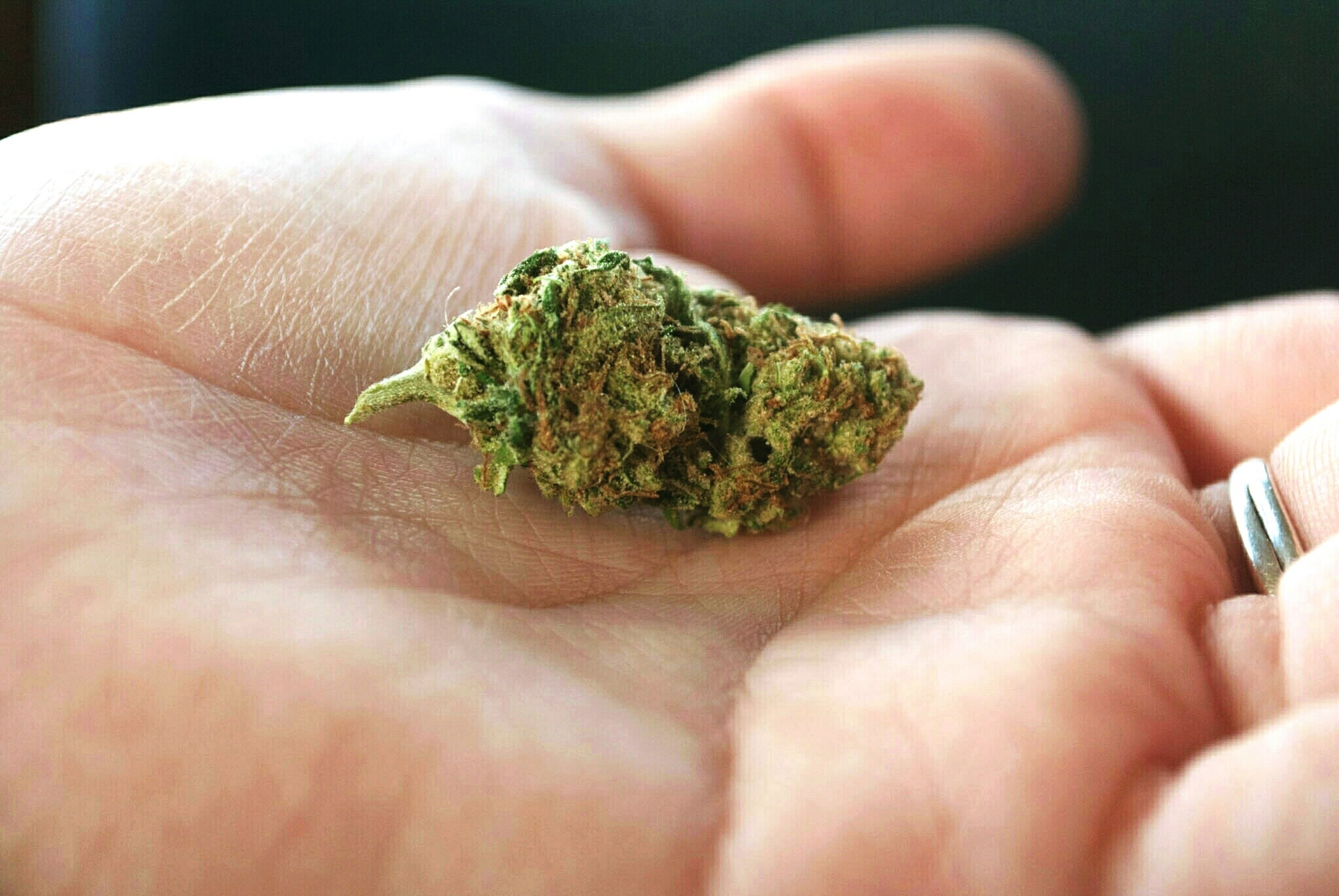 Medyczna marihuana