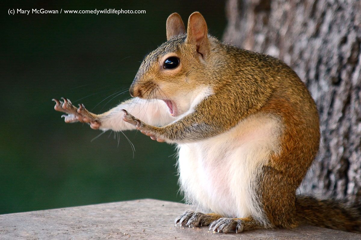 Zwycięzcy Comedy Wildlife Photography Awards 2018