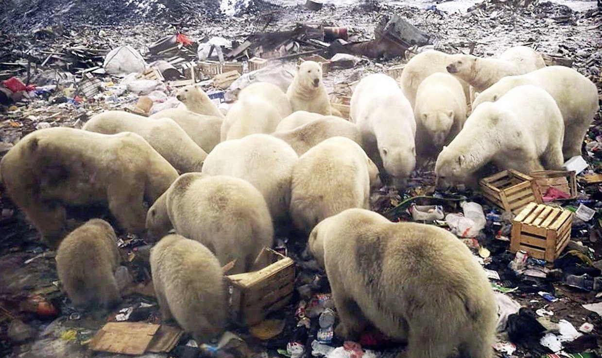 Inwazja polarnych niedźwiedzi w Rosji. „Ludzie się boją”