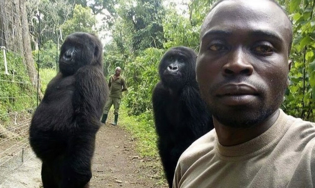 Selfie z gorylami