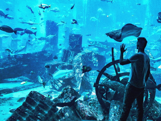 Dubai Aquarium and Underwater Zoo