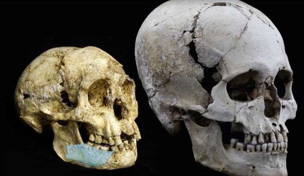 Porównanie czaszek na podstawie znalezisk. Człowiek z Luzon (po lewej) i Homo sapiens (z prawej)