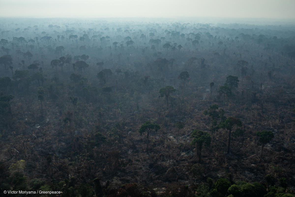 Tak wyglądają płonące lasy deszczowe Amazonii. Zdjęcia Greenpeace