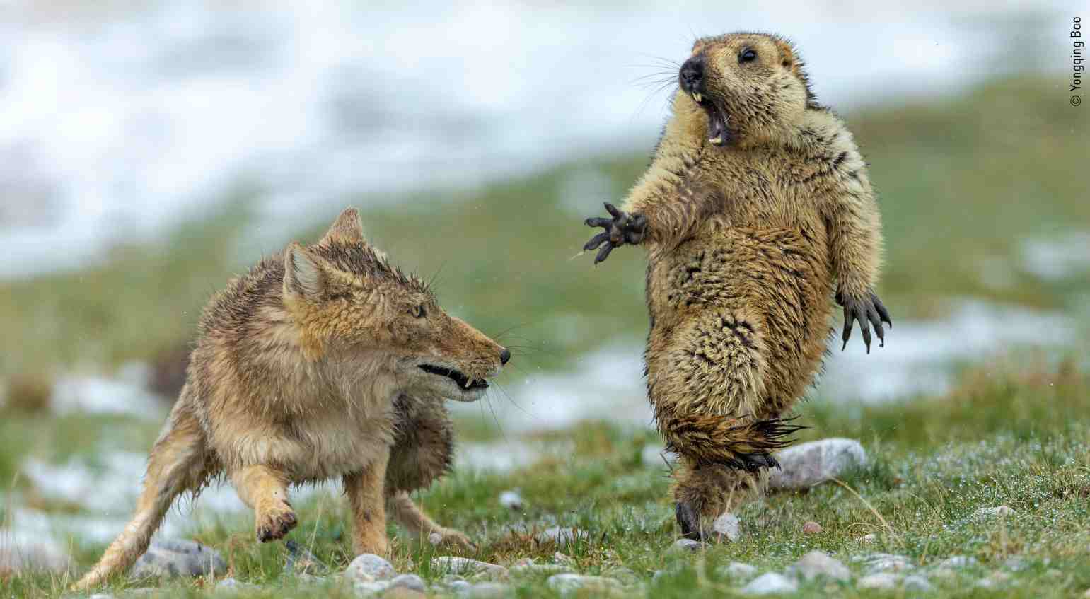 ​Zwycięzckie zdjęcie: 2019 Wildlife Photographer of the Year, Yongqing Bao, China