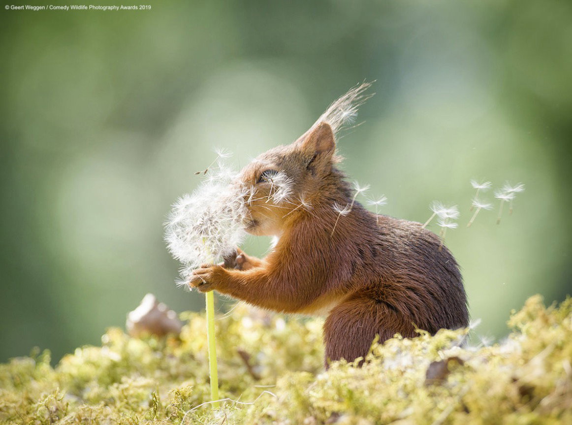 Niektóre cię rozbawią, inne rozczulą. Zobacz zdjęcia 2019 Comedy Wildlife Photography Awards
