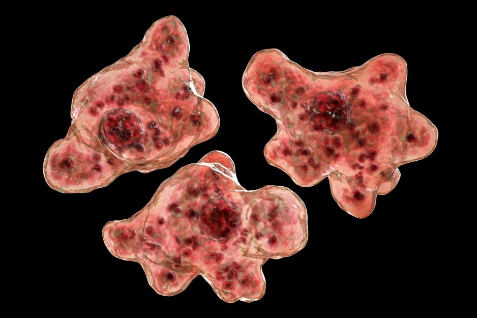 Naegleria fowleri