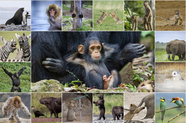Niektóre cię rozbawią, inne rozczulą. Zobacz zdjęcia 2019 Comedy Wildlife Photography Awards