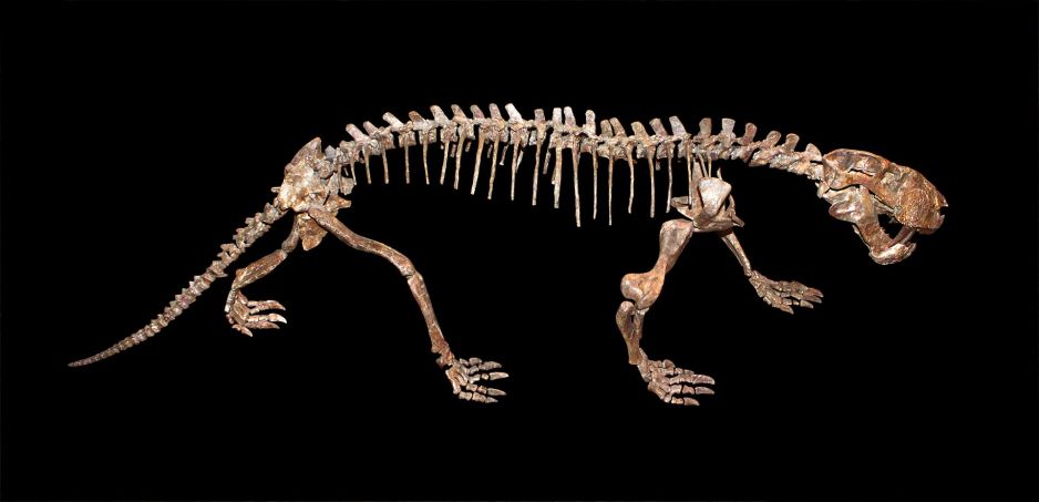 gorgonpsy