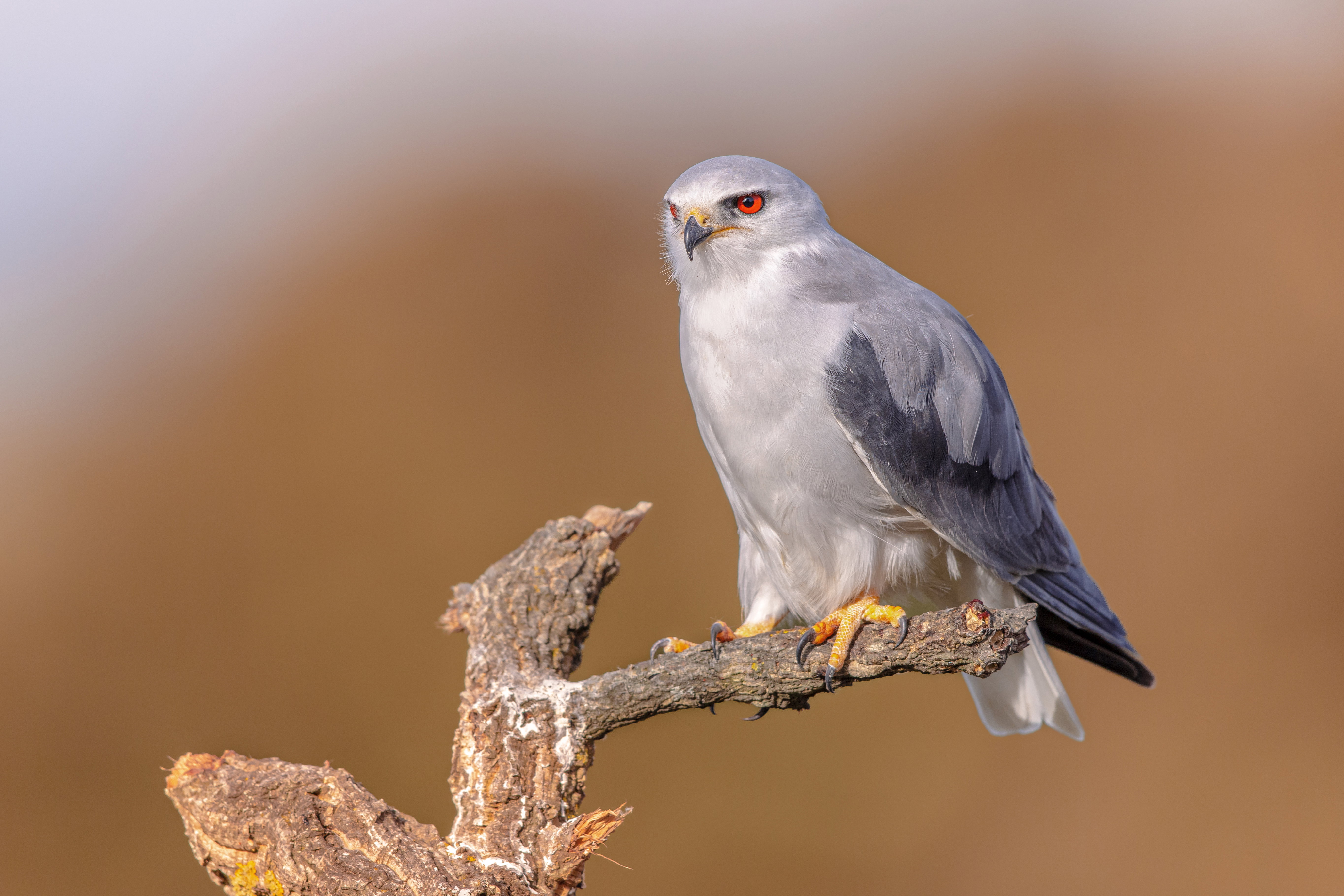 Kaniuk zwyczajny, zaobserwowany nad Zatoką Pucką