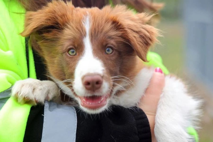 Suczka border collie dostała pracę na lotnisku