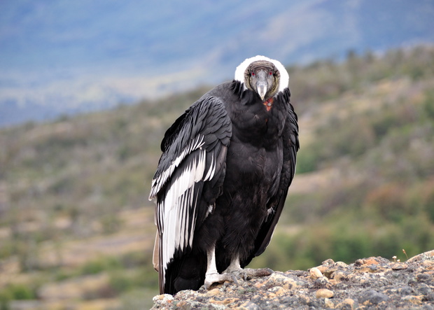 Kondor olbrzymi (Vultur gryphus)