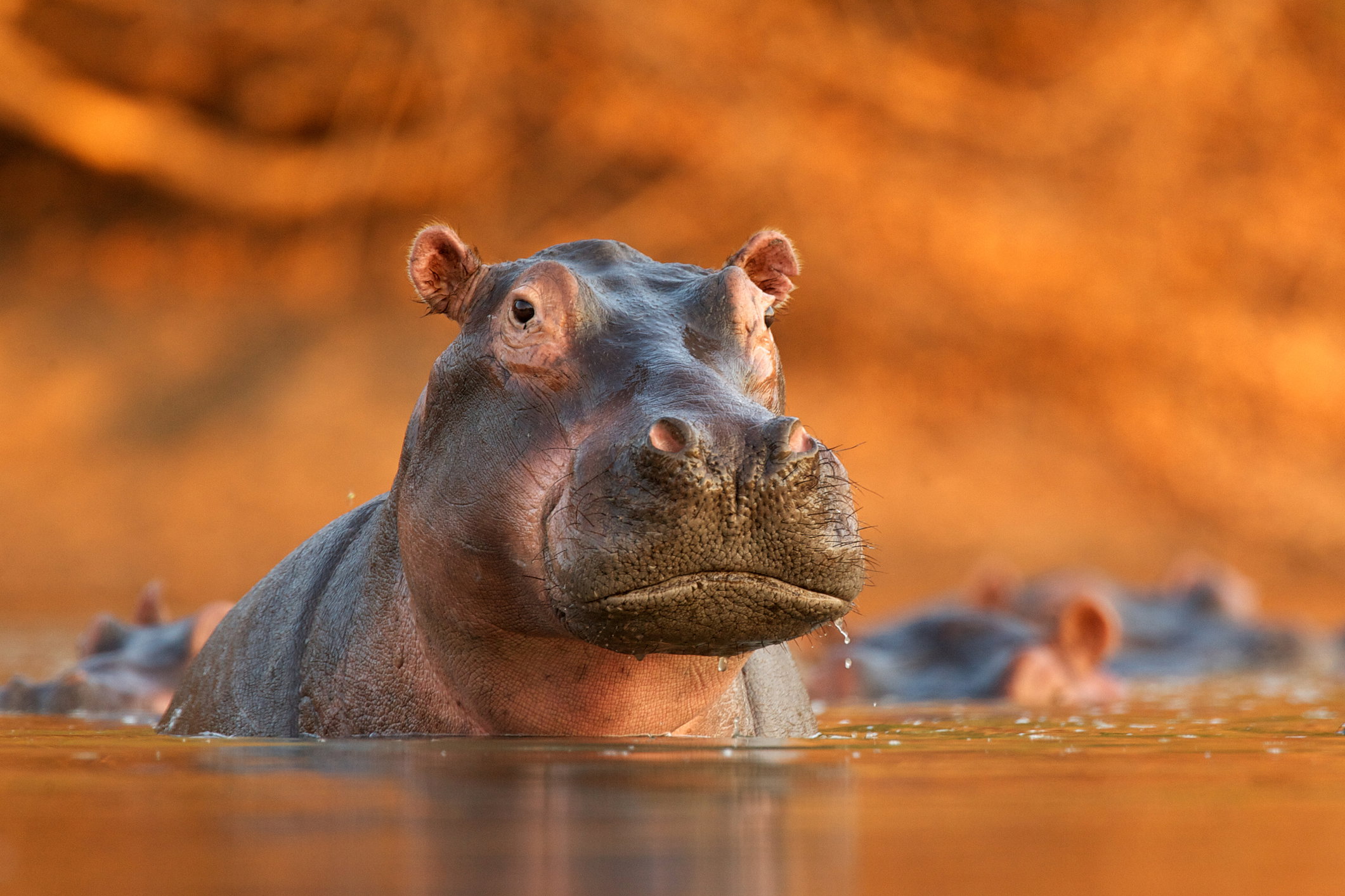 Hippopotam