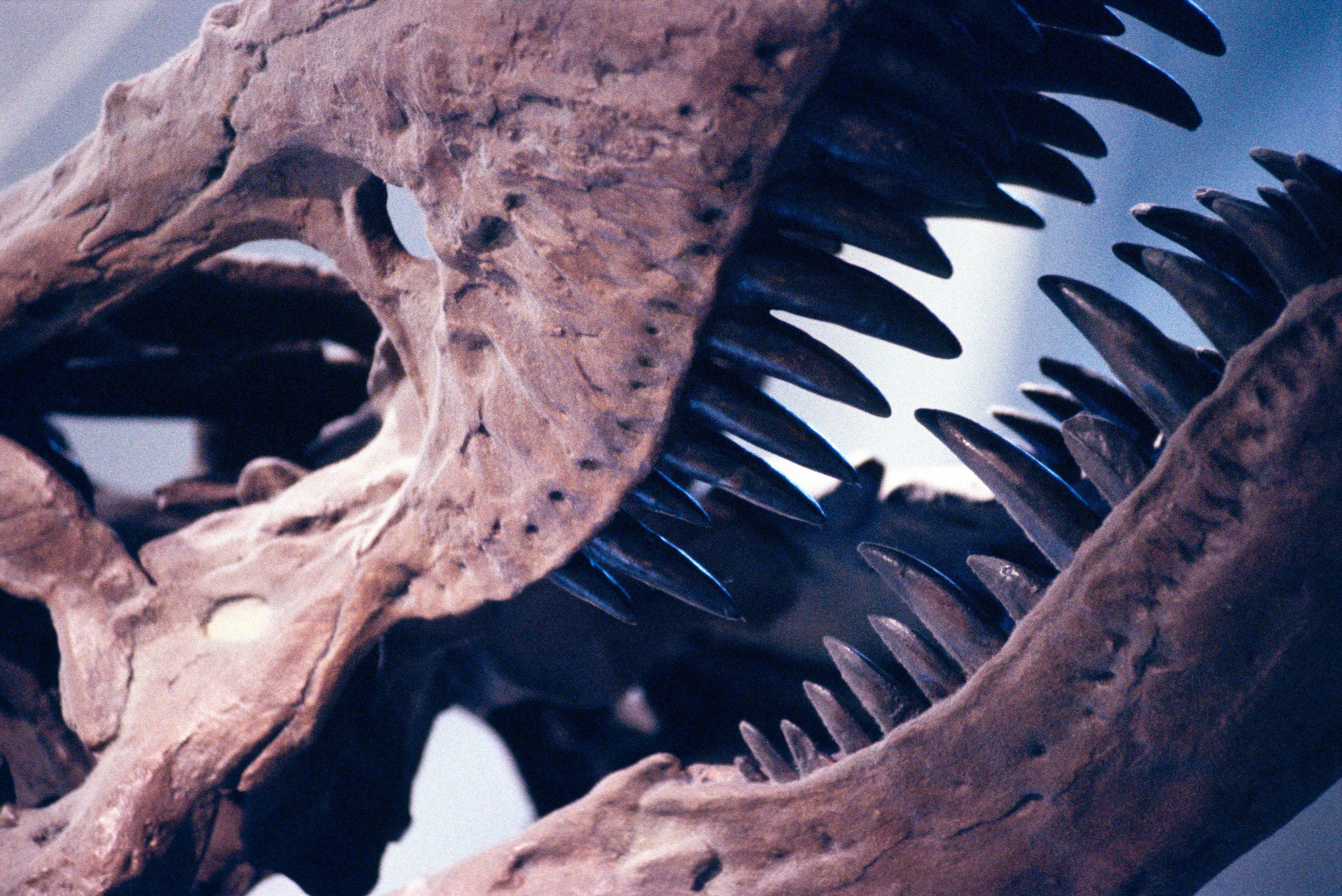 Ten dinozaur mógł być jeszcze większy i straszniejszy niż jego krewniak (fot. Getty Images)