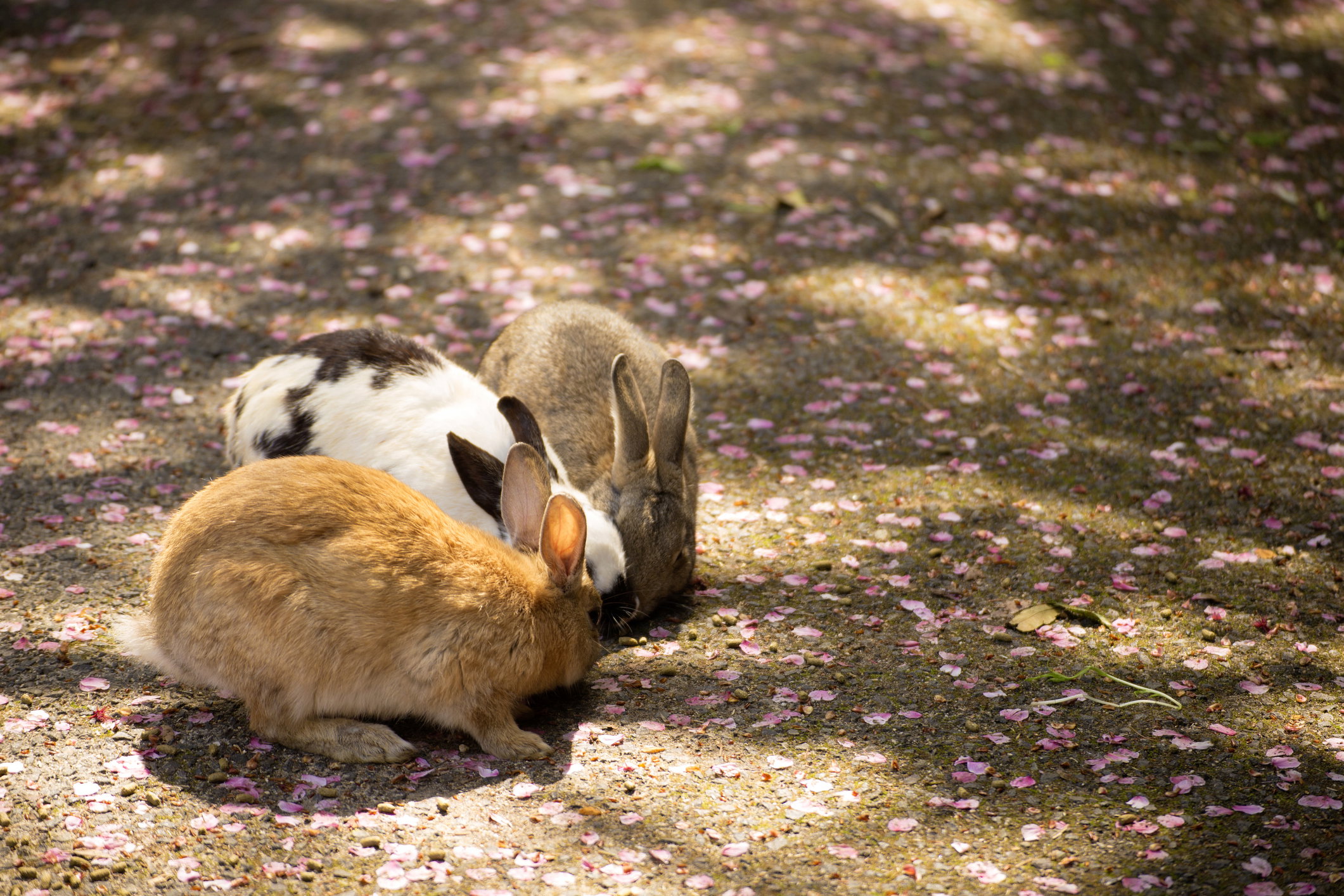 Okunoshima fot. Getty Images