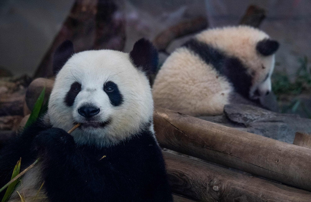 Pandy w berlińskim zoo