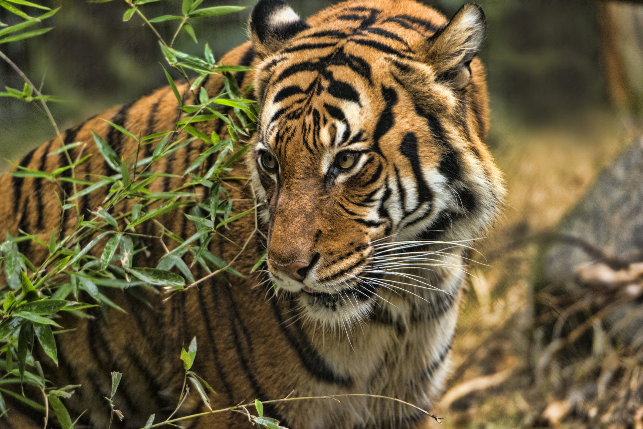 Tygrys w zoo zarażony koronawirusem. To pierwszy taki przypadek na świecie