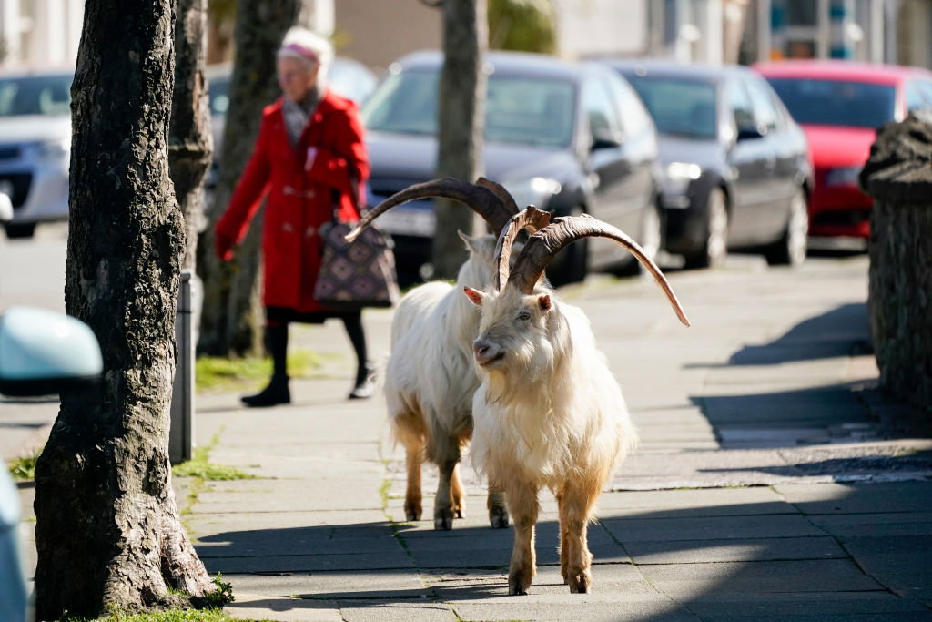 Kozy wędrują po Llandudno, mieście w północnej Walii, gdy ulice są opustoszałe z powodu koronawirusa  fot. Getty Images