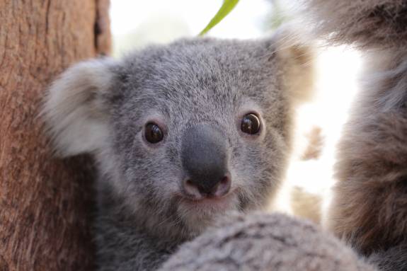 Ash, czyli Popiół - pierwszy noworodek koala od pożarów w Australii fot.  Australian Reptile Park/Twitter