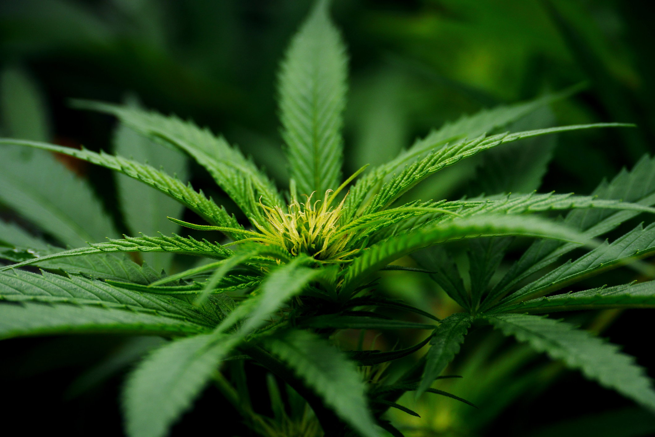 Cannabis fot. Getty Images