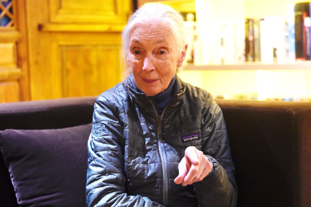 Jane Goodall fot. Getty Images