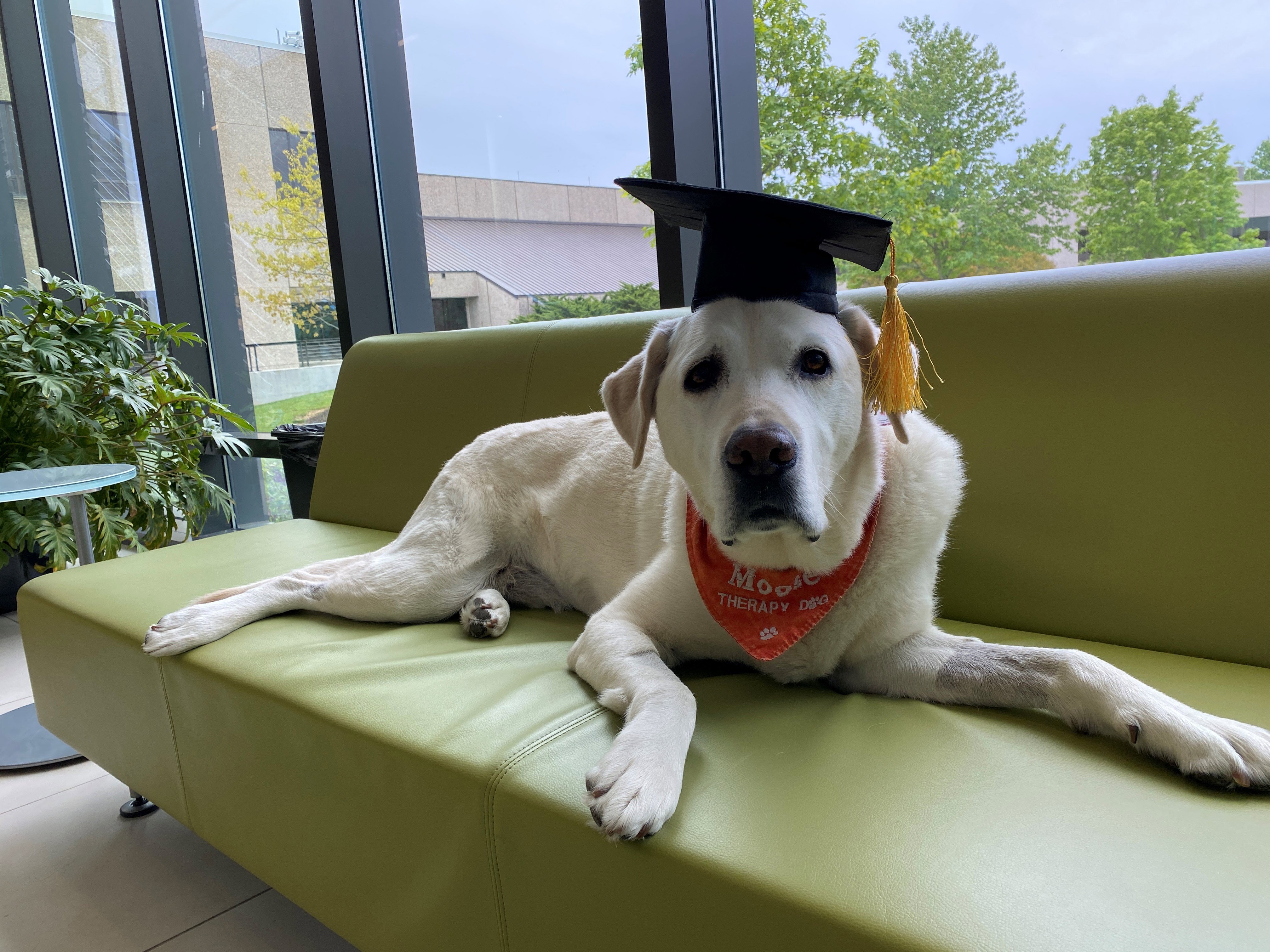 Ten labrador ma doktorat, a ty nie fot. Virginia Tech