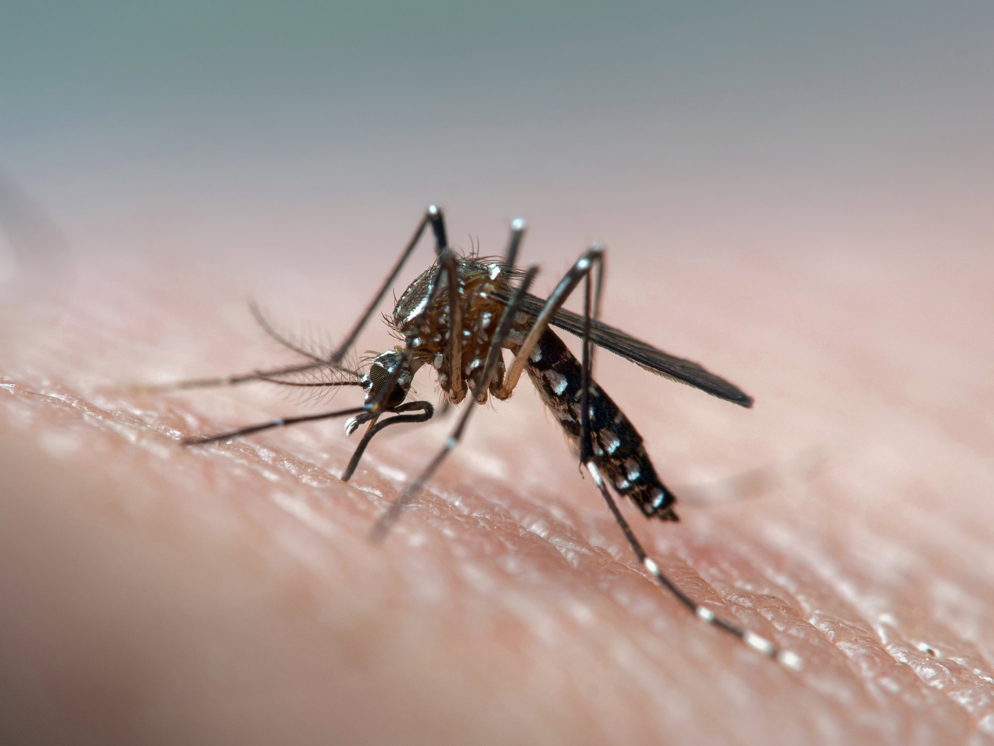 Wirus Zika jest przenoszony przez komary, szczególnie w cieplejszych rejonach Afryki i Ameryki Południowej (fot. Getty Images/Joao Paulo Burini)