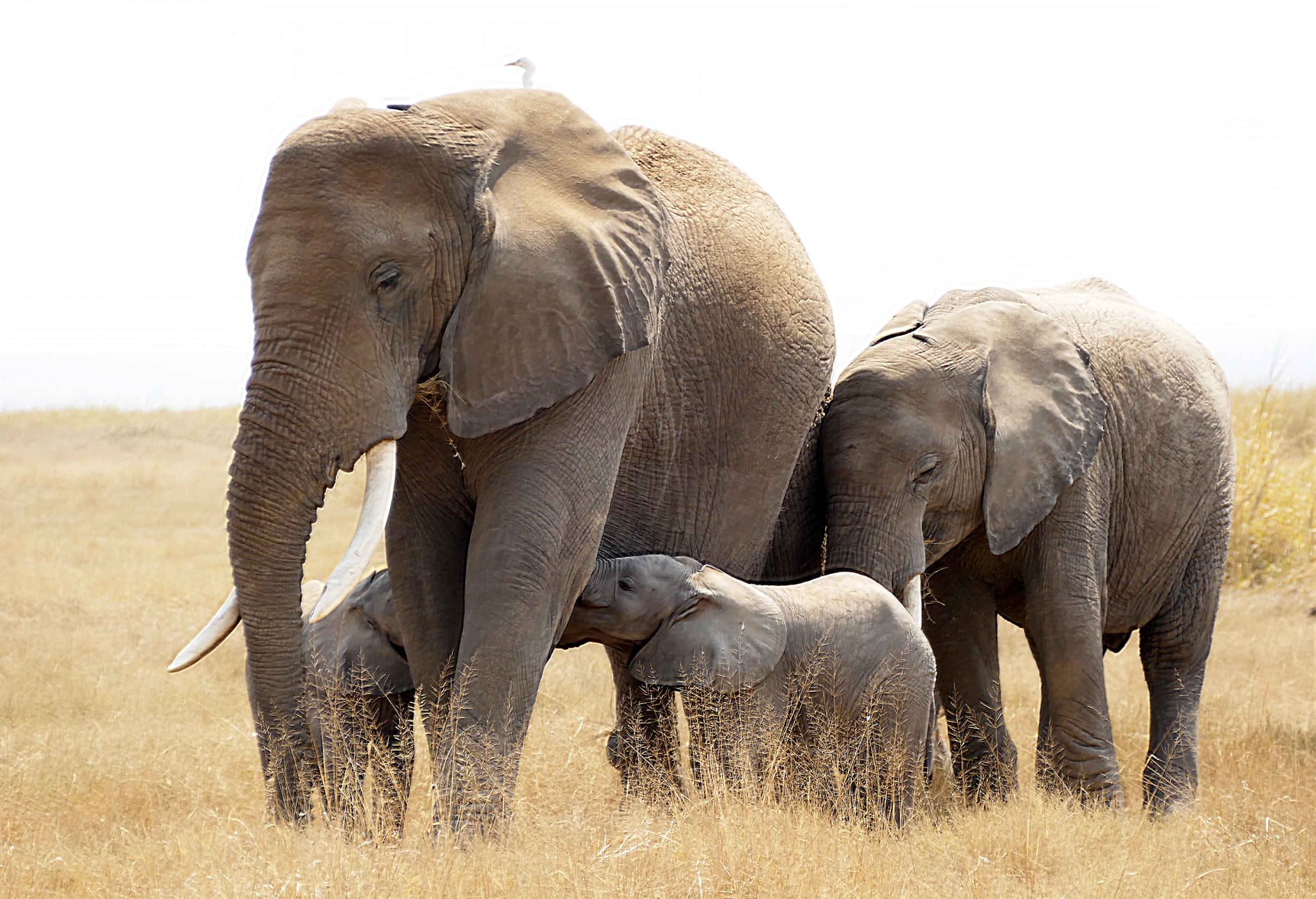 Bliźnięta u słoni to niezwykle rzadki przypadek (fot. Facebook/Amboseli Trust for Elephants)