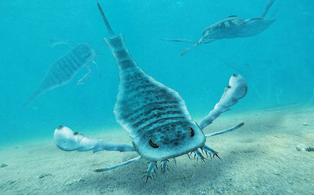 Tak mógł wyglądać prehistoryczny skorpion morski (Dimitris Siskopoulos/Wiki commonc, CC BY-SA)